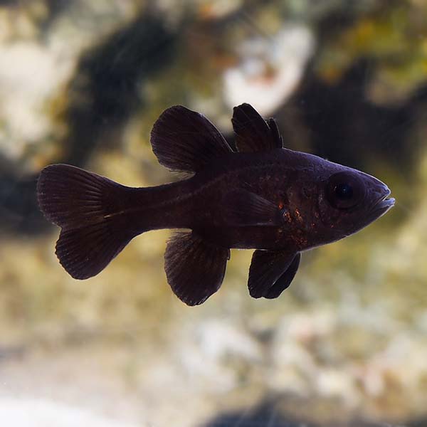 Black Cardinalfish, Captive-Bred ORA® Black Cardinalfish, Captive-Bred ORA®
