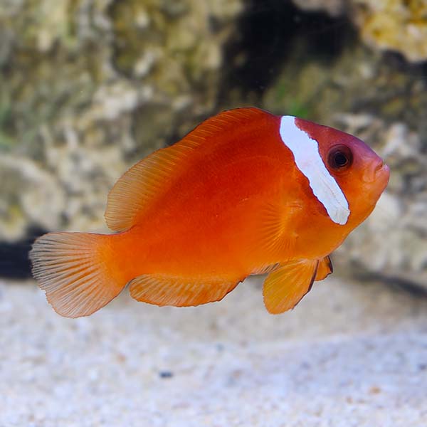 ORA® Captive-Bred Fiji Clownfish