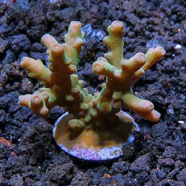 ORA® Aquacultured Raspberry Granulosa Coral ORA® Aquacultured Raspberry Granulosa Coral