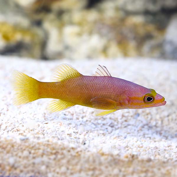 Yellowtail Reef Basslet Yellowtail Reef Basslet
