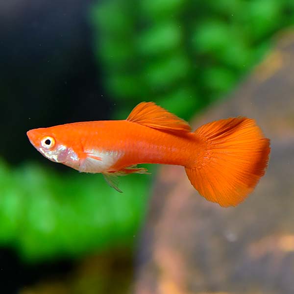 Tropical Fish For Freshwater Aquariums Red Flamingo Guppy [ 600 x 600 Pixel ]