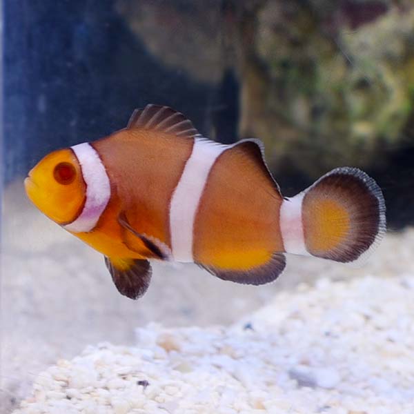 ORA® Captive-Bred Zombie Clownfish ORA® Captive-Bred Zombie Clownfish