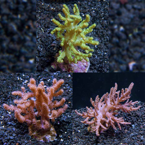 Assorted Bali Maricultured Soft Coral 3 Pack Assorted Bali Maricultured Soft Coral 3 Pack