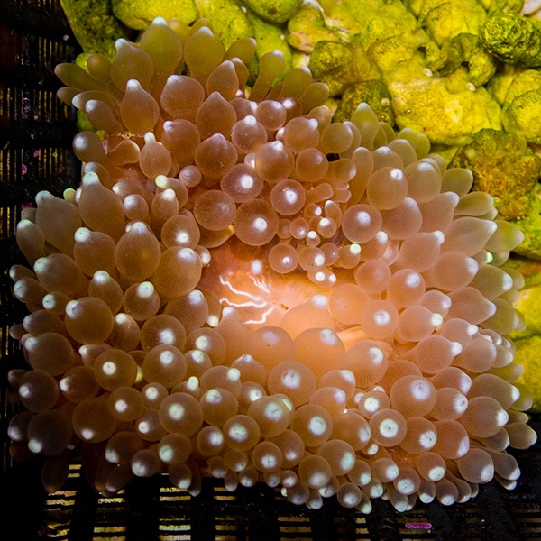 Ultra Bulb Tip Anemone | Ornamental Invertebrates for Saltwater Aquariums