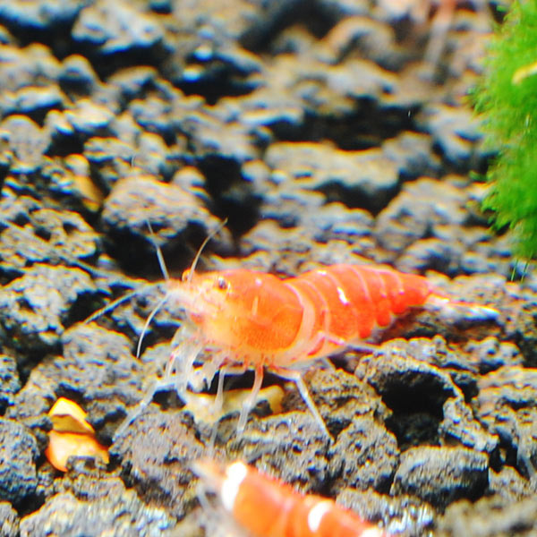 Super Red Crystal Shrimp