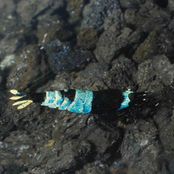 Blue Panda Shrimp