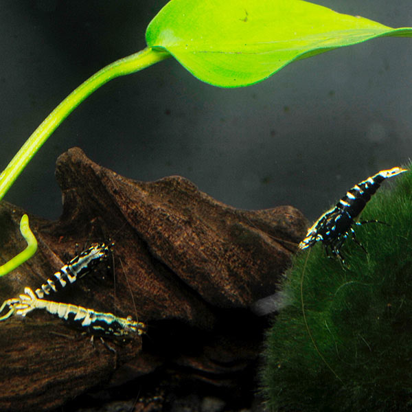 Black Pinto Shrimp Black Pinto Shrimp