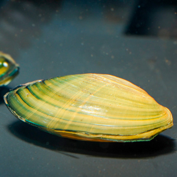 freshwater clam