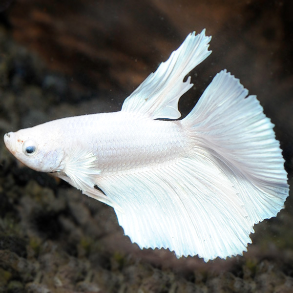 Platinum Dumbo Betta  Freshwater Betta fish (Betta splendens) at