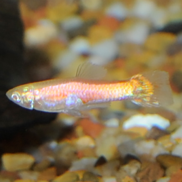 Red Eye Endler Guppy Group, Male