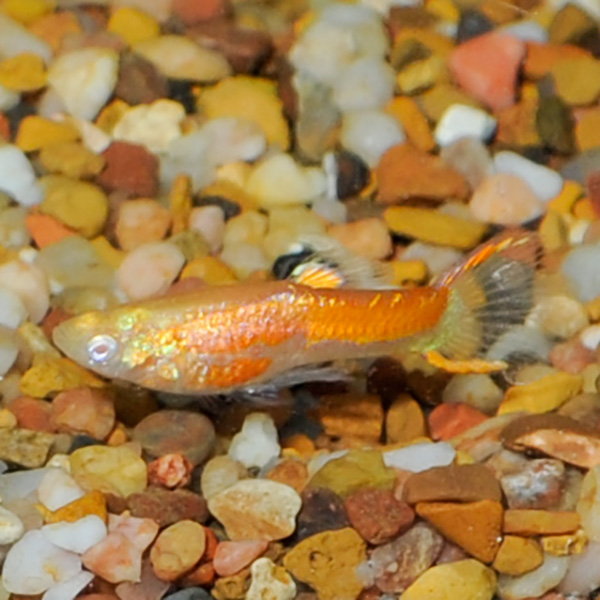 Orange Red Eye Guppy Group, Male