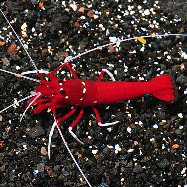 Blood Red Fire Shrimp Blood Red Fire Shrimp