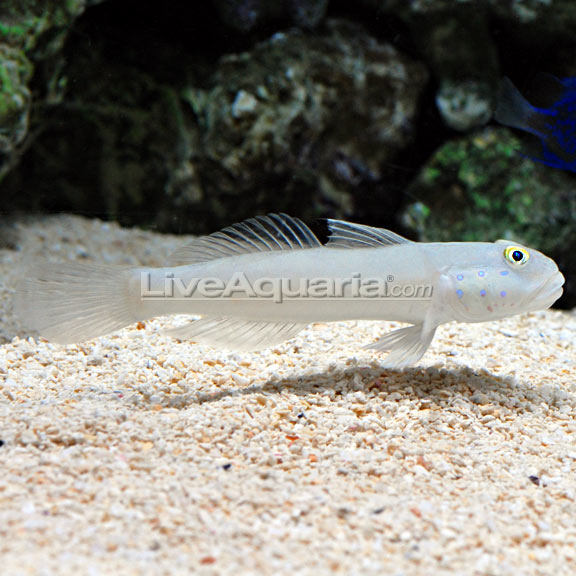 Sleeper Blue Dot Goby Sleeper Blue Dot Goby
