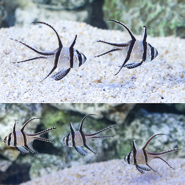 Kaudern’s Cardinalfish Group of 4 with Free Kaudern’s Cardinalfish