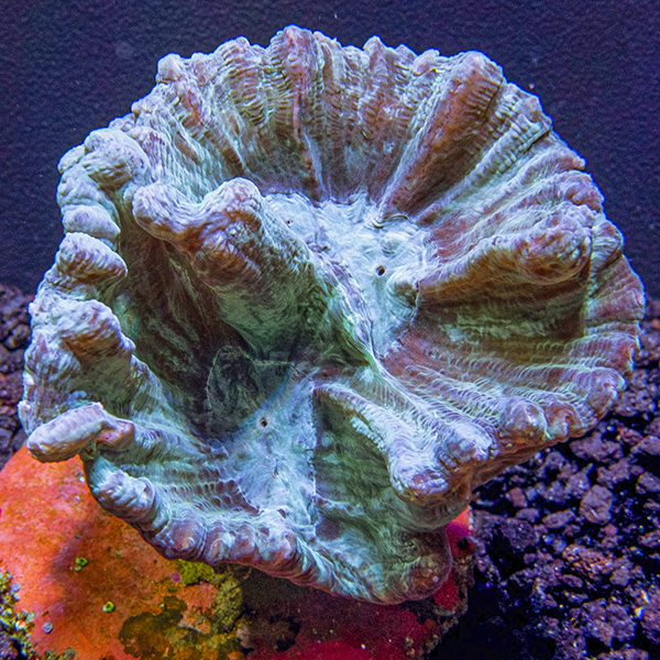 ORA® Aquacultured Pectinia Coral ORA® Aquacultured Pectinia Coral
