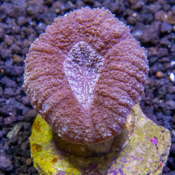 ORA® Aquacultured Lobophyllia Coral ORA® Aquacultured Lobophyllia Coral