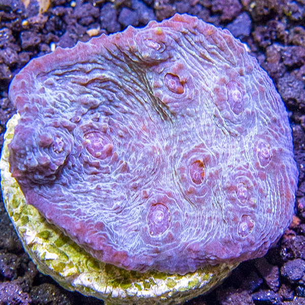 ORA® Aquacultured Stardust Chalice Coral