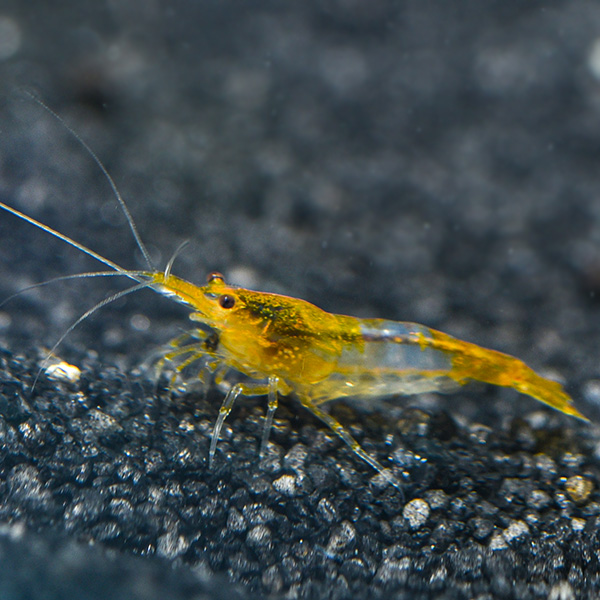 Orange Glass Shrimp