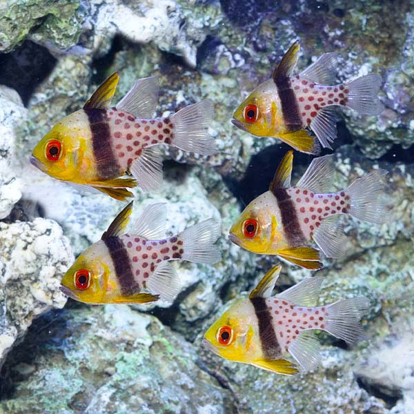 Pajama Cardinalfish Trio with 2 FREE Pajama Cardinals Pajama Cardinalfish Trio with 2 FREE Pajama Cardinals