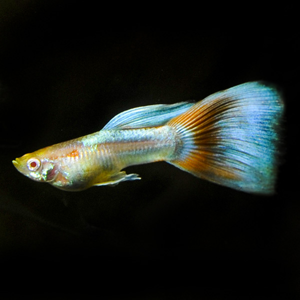 Albino Red Topaz Guppy Group, Male