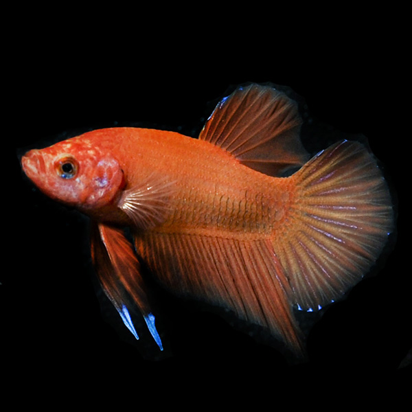 Orange Betta, Male