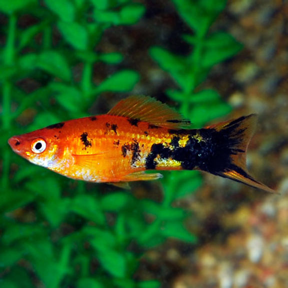 Berlin Swordtails