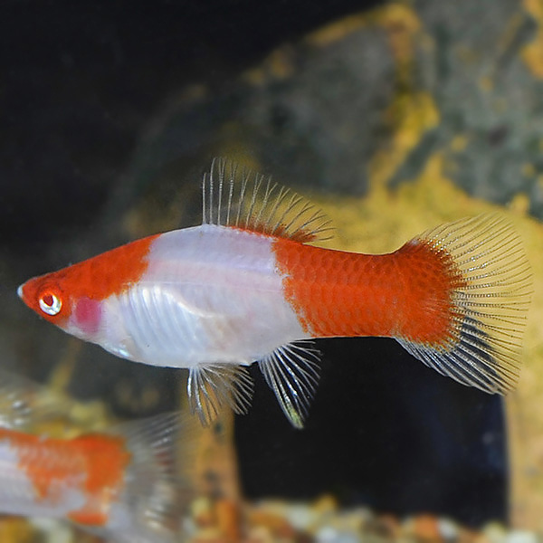 Kohaku Swordtail Group