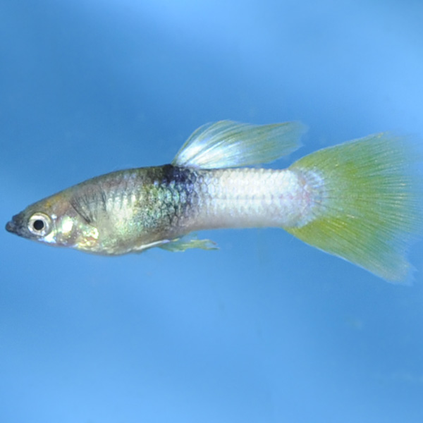 Pingu Guppy Group, Male