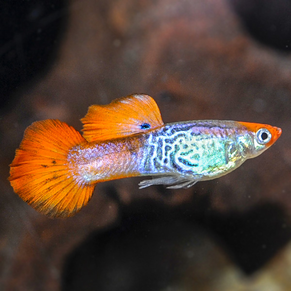 Koi Cobra Guppy Group, Male