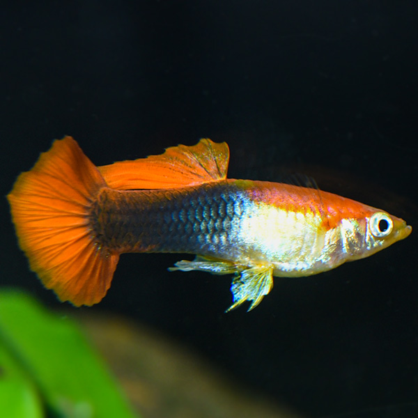 Red Blonde Tuxedo Guppy Group, Male