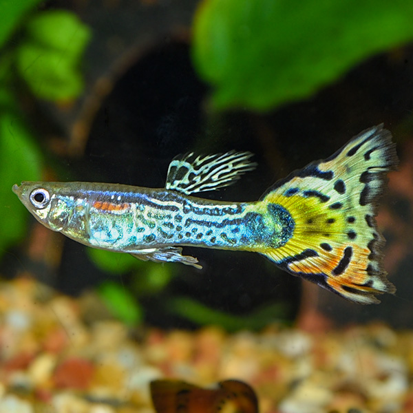 Leopard Cobra Guppy Group, Male