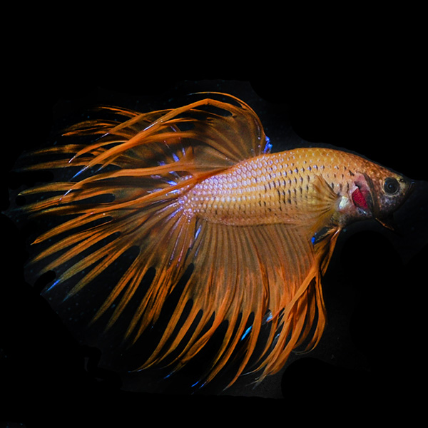 Orange Crowntail Betta, Male