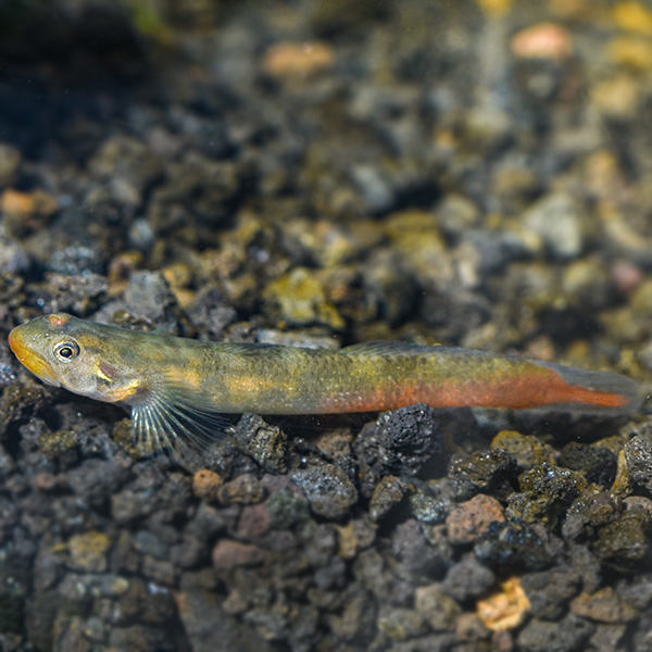 Red Lips Goby Red Lips Goby