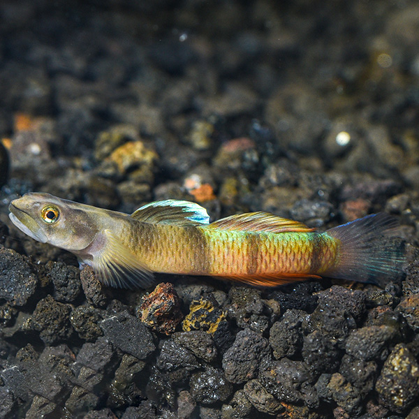 Flying Arrow Goby Flying Arrow Goby