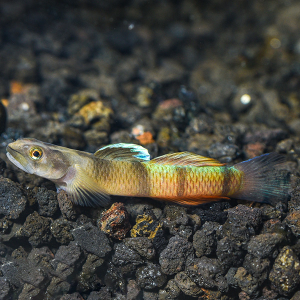 Flying Arrow Goby