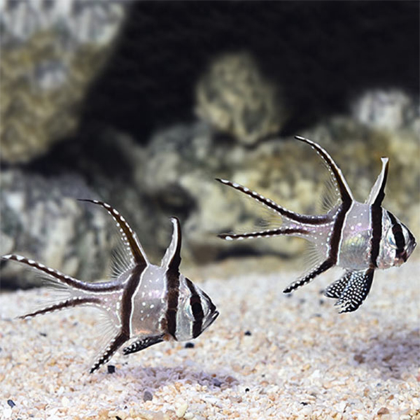 Kaudern's Cardinalfish, Captive-Bred