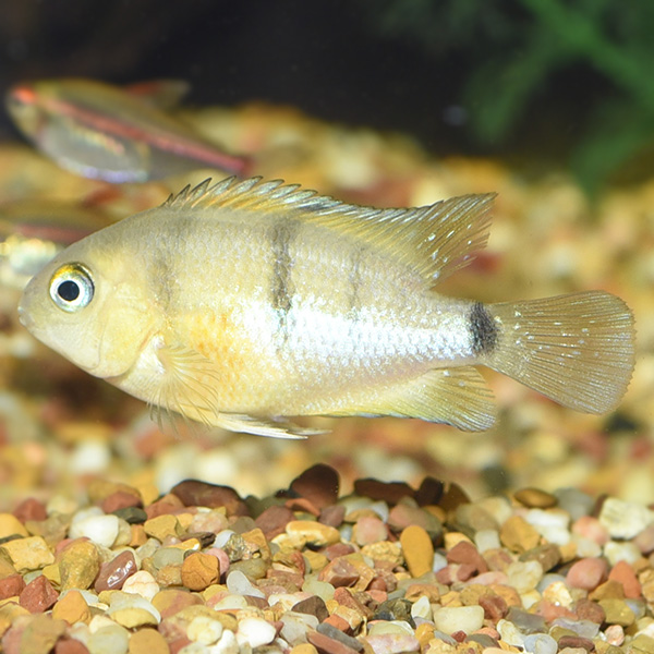 Cutter’s Cichlid