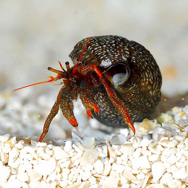 Dwarf Red Tip Hermit Crab 5-Pack