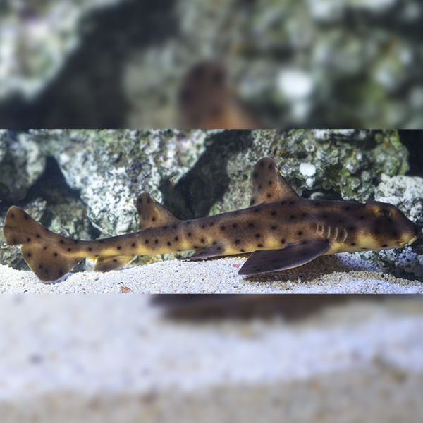 Horn Shark EXPERT ONLY Horn Shark EXPERT ONLY