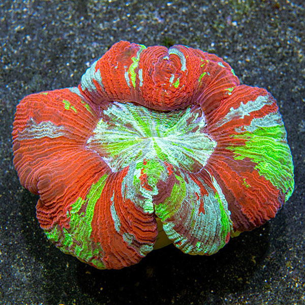 Wellso Folded Brain Coral, Rainbow Wellso Folded Brain Coral, Rainbow
