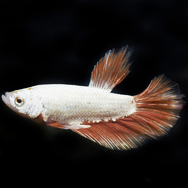 Dragon Scale Halfmoon Betta, Male