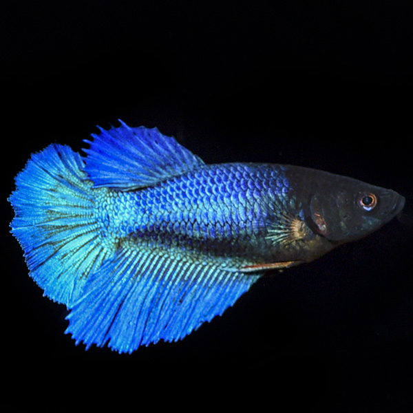 Halfmoon Betta, Female  Tropical fish for Freshwater aquariums