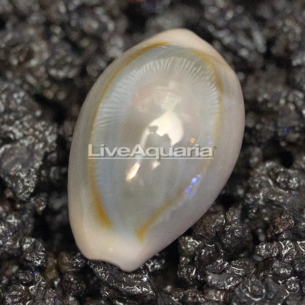Ring Cowrie Ring Cowrie