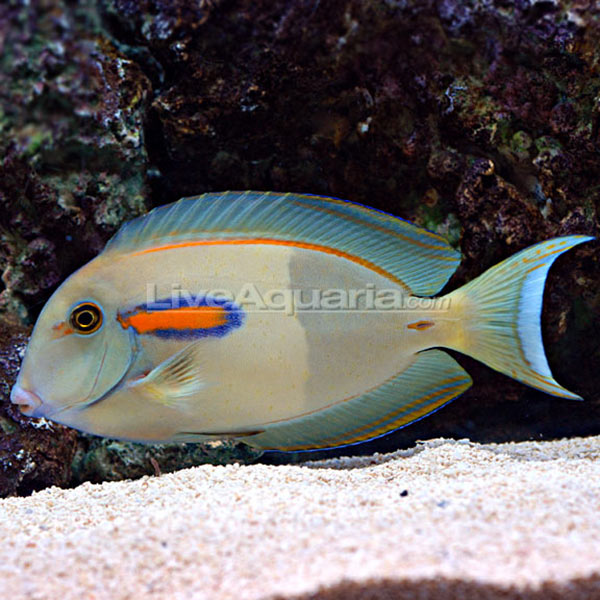 Orangeshoulder Tang