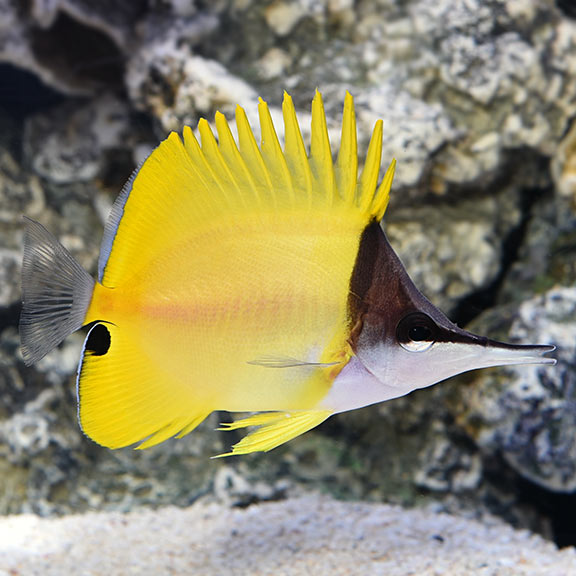 Yellow Longnose Butterflyfish Yellow Longnose Butterflyfish