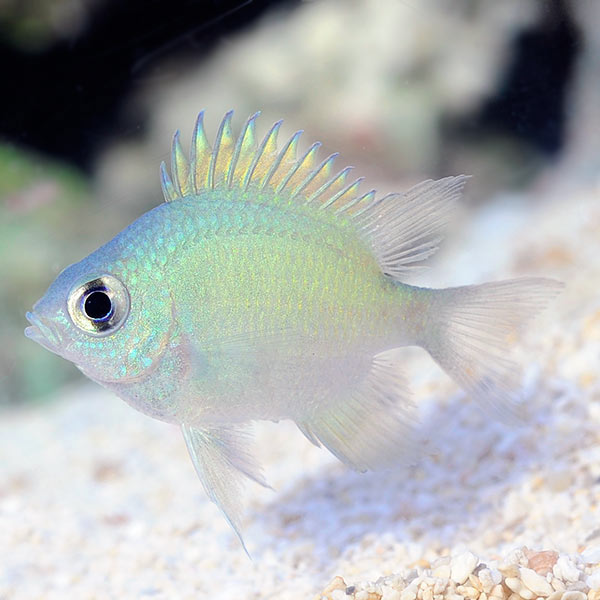 Ternate Damselfish Groups of 3 and 6