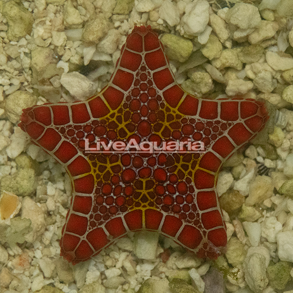 Red Biscuit Sea Star