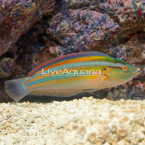 Rainbow Wrasse