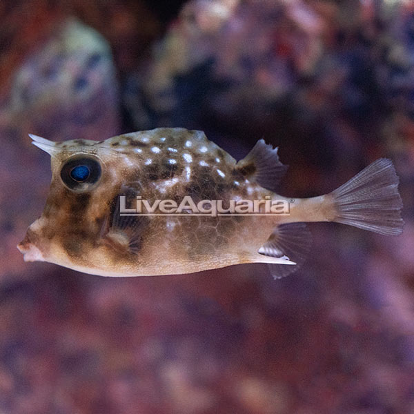 Island Cowfish EXPERT ONLY