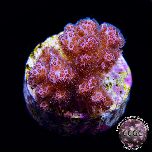 LiveAquaria® CCGC Aquacultured Pink Peony Pocillopora Coral
